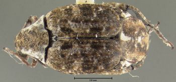 Media type: image;   Entomology 25056 Aspect: habitus dorsal view